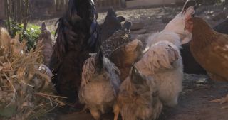 Link to Video | Saarland, Germany, Marpingen, chicken