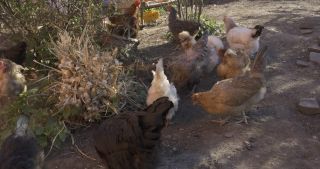 Link to Video | Saarland, Germany, Marpingen, chicken