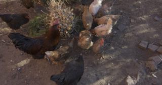 Link to Video | Saarland, Germany, Marpingen, chicken