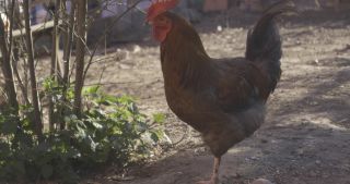 Link to Video | Saarland, Germany, Marpingen, chicken