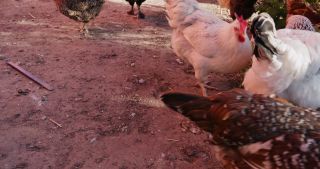 Link to Video | Saarland, Germany, Marpingen, chicken