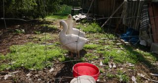 Link to Video | 2021, Saarland, spring, goose, rural area, Germany, 4K resolution, 2021, St. Wendel