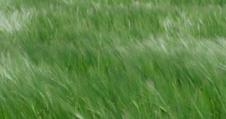 Link to Video | landscape, 2021, agriculture, Saarland, spring, Germany, 4K resolution, 2021, barley, St. Wendel