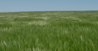 Link to Video | landscape, 2021, agriculture, Saarland, spring, Germany, 4K resolution, 2021, barley, St. Wendel