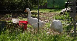 Link to Video | 2021, Saarland, spring, goose, rural area, Germany, 4K resolution, 2021, St. Wendel