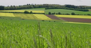 Link to Video | Apis, landscape, 2021, Saarland, spring, rural area, rapeseed, canola, Germany, field, 4K resolution, agricultural land, 2021, Marpingen, St. Wendel