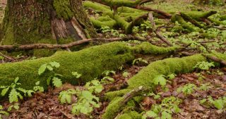 Link to Video | landscape, 2021, May, Saarland, spring, Germany, 4K resolution, forest, 2021, St. Wendel