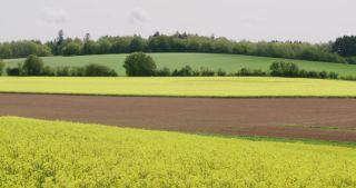 Link to Video | Apis, landscape, 2021, Saarland, spring, rural area, rapeseed, canola, Germany, field, 4K resolution, agricultural land, 2021, Marpingen, St. Wendel
