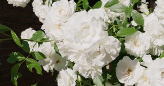 Link to Video | rose, 2021, Saarland, spring, Germany, white, 4K resolution, rose garden, 2021, St. Wendel