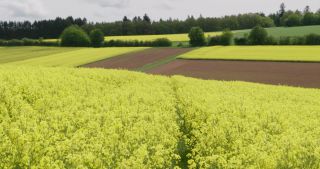 Link to Video | Apis, landscape, 2021, Saarland, spring, rural area, rapeseed, canola, Germany, field, 4K resolution, agricultural land, 2021, Marpingen, St. Wendel