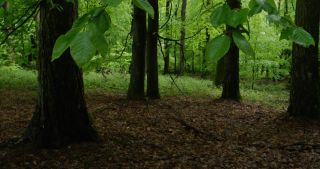 Link to Video | landscape, 2021, May, Saarland, spring, Germany, 4K resolution, forest, 2021, St. Wendel