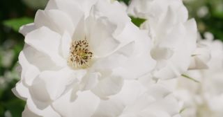 Link to Video | rose, 2021, Saarland, spring, Germany, white, 4K resolution, rose garden, 2021, St. Wendel