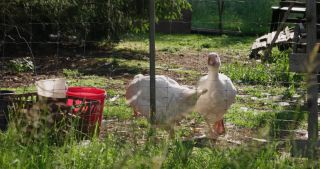Link to Video | 2021, Saarland, spring, goose, rural area, Germany, 4K resolution, 2021, St. Wendel