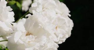 Link to Video | rose, 2021, Saarland, spring, Germany, white, 4K resolution, rose garden, 2021, St. Wendel