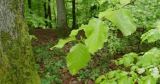 Link to Video | landscape, 2021, May, Saarland, spring, Germany, 4K resolution, forest, 2021, St. Wendel