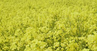 Link to Video | Apis, 2021, Saarland, spring, rural area, rapeseed, canola, Germany, field, 4K resolution, agricultural land, 2021, Marpingen, St. Wendel