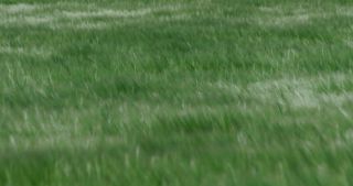 Link to Video | landscape, 2021, agriculture, Saarland, spring, Germany, 4K resolution, 2021, barley, St. Wendel