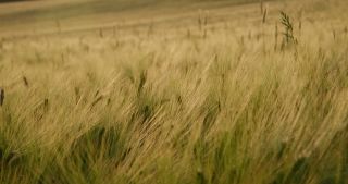 Link to Video | landscape, 2021, agriculture, Saarland, spring, Germany, 4K resolution, 2021, barley, St. Wendel