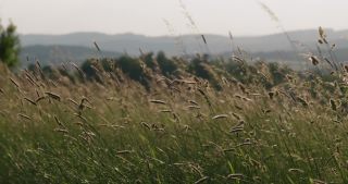 Link to Video | landscape, 2021, Saarland, spring, rural area, Germany, Poaceae, St. Wendel, wind
