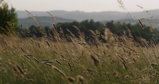 Link to Video | landscape, 2021, Saarland, spring, rural area, Germany, Poaceae, St. Wendel, wind