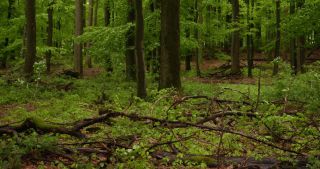 Link to Video | landscape, 2021, May, Saarland, spring, Germany, 4K resolution, forest, 2021, St. Wendel