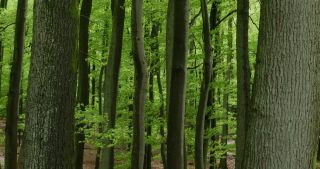 Link to Video | landscape, 2021, May, Saarland, spring, Germany, 4K resolution, forest, 2021, St. Wendel