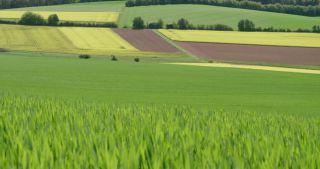 Link to Video | Apis, landscape, 2021, Saarland, spring, rural area, rapeseed, canola, Germany, field, 4K resolution, agricultural land, 2021, Marpingen, St. Wendel