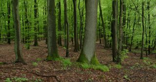 Link to Video | landscape, 2021, May, Saarland, spring, Germany, 4K resolution, forest, 2021, St. Wendel
