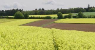 Link to Video | Apis, 2021, Saarland, spring, rural area, rapeseed, canola, Germany, field, 4K resolution, agricultural land, 2021, Marpingen, St. Wendel