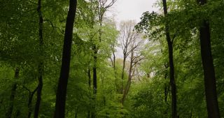 Link to Video | landscape, 2021, May, Saarland, spring, Germany, 4K resolution, forest, 2021, St. Wendel