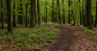 Link to Video | landscape, 2021, May, Saarland, spring, Germany, 4K resolution, forest, 2021, St. Wendel