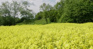 Link to Video | Apis, 2021, Saarland, spring, rural area, rapeseed, canola, Germany, field, 4K resolution, agricultural land, 2021, Marpingen, St. Wendel