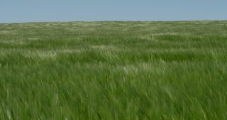 Link to Video | landscape, 2021, agriculture, Saarland, spring, Germany, 4K resolution, 2021, barley, St. Wendel