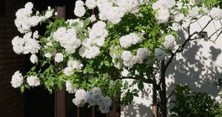 Link to Video | rose, 2021, Saarland, spring, Germany, white, 4K resolution, rose garden, 2021, St. Wendel