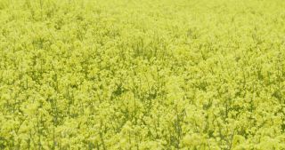 Link to Video | Apis, landscape, 2021, Saarland, spring, rural area, rapeseed, canola, Germany, field, 4K resolution, agricultural land, 2021, Marpingen, St. Wendel