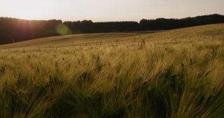 Link to Video | landscape, 2021, agriculture, Saarland, spring, Germany, 4K resolution, 2021, barley, St. Wendel