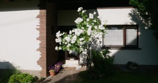 Link to Video | rose, 2021, Saarland, spring, Germany, white, 4K resolution, rose garden, 2021, St. Wendel