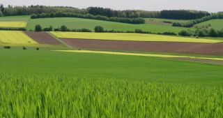Link to Video | Apis, 2021, Saarland, spring, rural area, rapeseed, canola, Germany, field, 4K resolution, agricultural land, 2021, Marpingen, St. Wendel