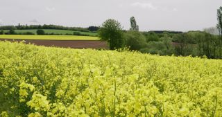 Link to Video | Apis, landscape, 2021, Saarland, spring, rural area, rapeseed, canola, Germany, field, 4K resolution, agricultural land, 2021, Marpingen, St. Wendel