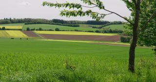 Link to Video | Apis, landscape, 2021, Saarland, spring, rural area, rapeseed, canola, Germany, field, 4K resolution, agricultural land, 2021, Marpingen, St. Wendel