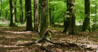 Link to Video | landscape, 2021, May, Saarland, spring, Germany, 4K resolution, forest, 2021, St. Wendel