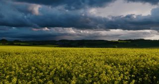 Link to Video | Apis, landscape, 2021, Saarland, spring, rural area, rapeseed, canola, Germany, field, 4K resolution, agricultural land, 2021, Marpingen, St. Wendel