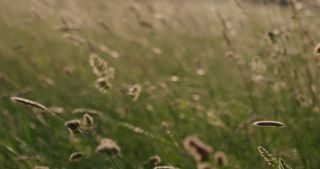 Link to Video | landscape, 2021, Saarland, spring, rural area, Germany, Poaceae, St. Wendel, wind