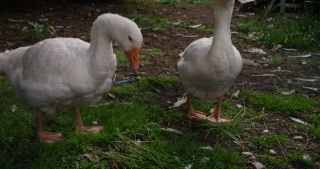 Link to Video | 2021, Saarland, spring, goose, rural area, Germany, 4K resolution, 2021, St. Wendel