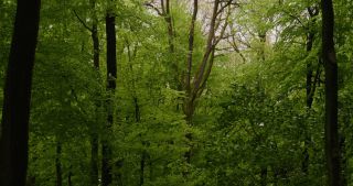 Link to Video | landscape, 2021, May, Saarland, spring, Germany, 4K resolution, forest, 2021, St. Wendel
