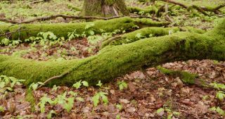 Link to Video | landscape, 2021, May, Saarland, spring, Germany, 4K resolution, forest, 2021, St. Wendel