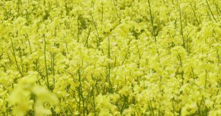 Link to Video | Apis, 2021, Saarland, spring, rural area, rapeseed, canola, Germany, field, 4K resolution, agricultural land, 2021, Marpingen, St. Wendel