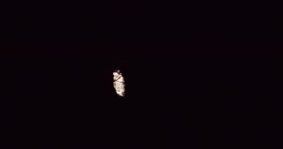Link to Video | full moon, tree, Saarland, Germany, time-lapse photography, 4K resolution, phase of the moon, forest
