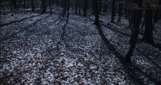 Link to Video | full moon, tree, Saarland, Germany, time-lapse photography, 4K resolution, phase of the moon, forest