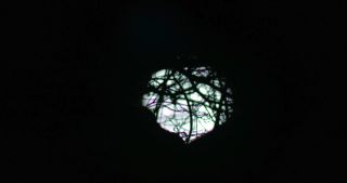 Link to Video | full moon, tree, Saarland, Germany, time-lapse photography, 4K resolution, phase of the moon, forest